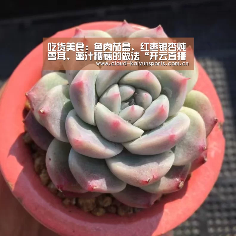 吃货美食:鱼肉茄盒、红枣银杏炖雪耳、蜜汁糖藕的做法“开云直播”(图2) 开云体育官网